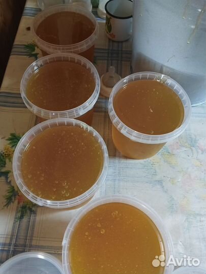 Свежий мёд август 2024