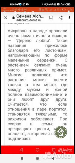 Аихризон дерево любви