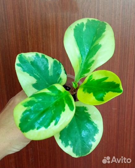 Сингониумы сортовые, пеперомии, монстеры