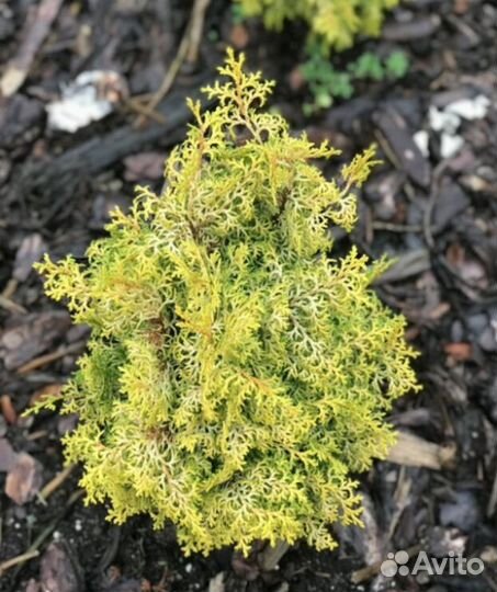 Кипарисовик тупой (Chamaecyparis obtusa)