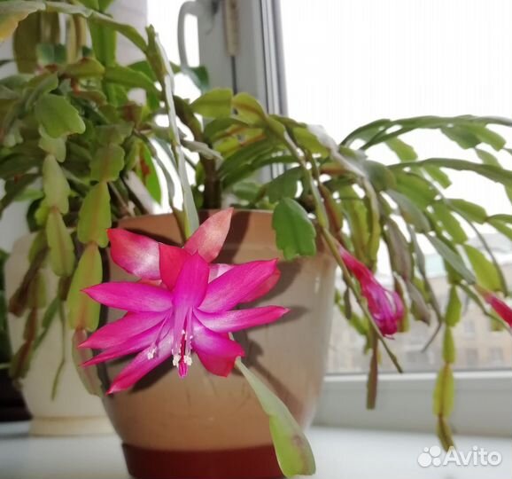 Декабрист шлюмбергера