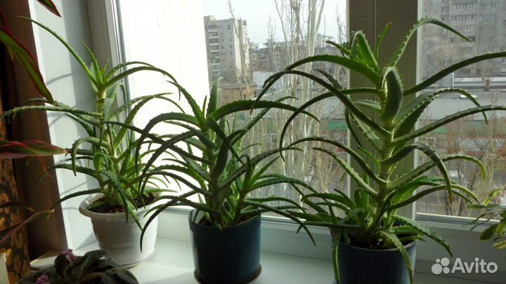 Алое древовидное (лечебное)