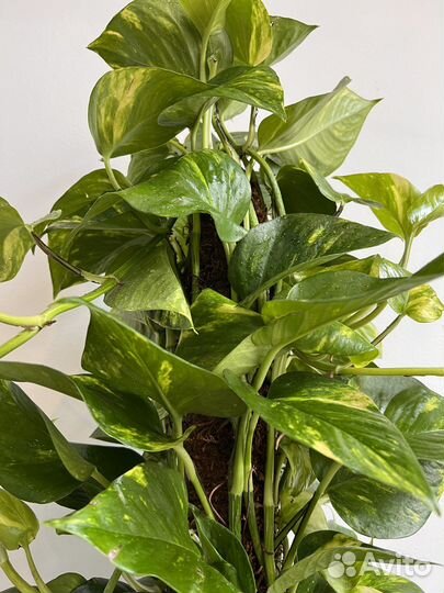 Эпипремнум большой напольный