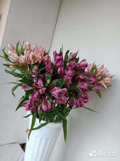 Букет Альстромерий. Цветы