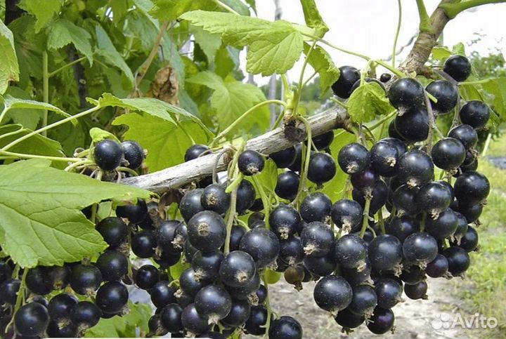 Смородина чёрная и белая