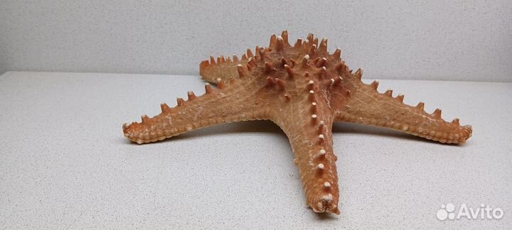 Звезда красная 27,3 морской сувенир подарок