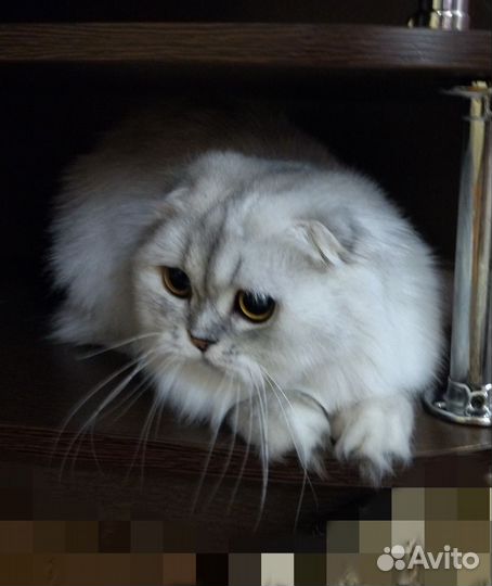 Хайленд фолд девочка