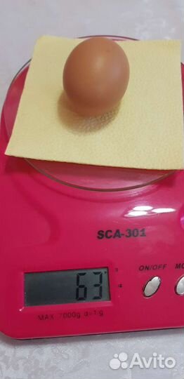 Домашние куриные яйца