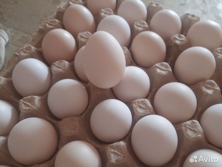 Домашние куриные яйца