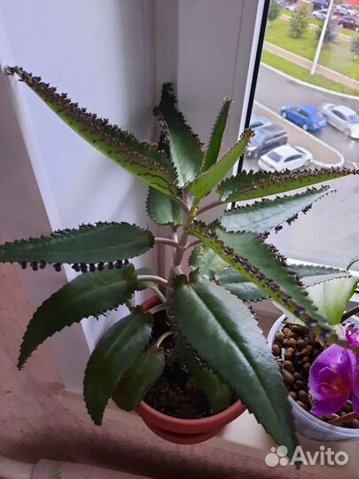 Каланхоэ лечебное