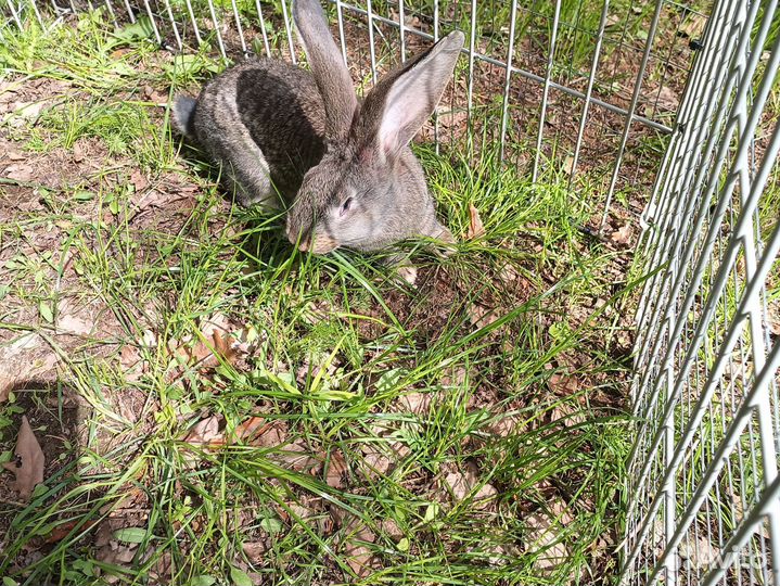 Самец Фландер