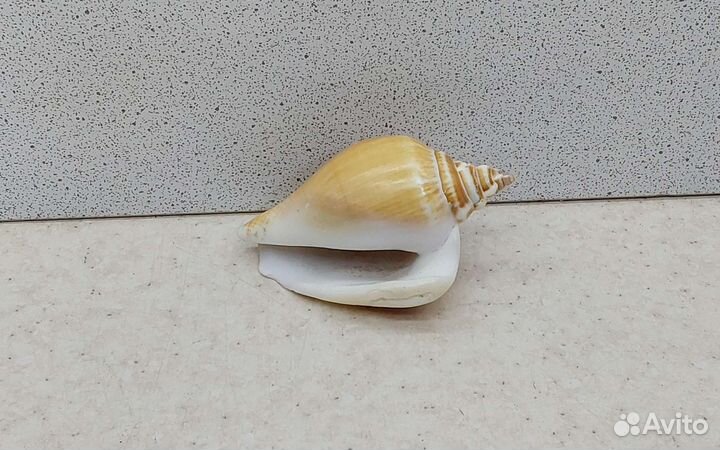 Стромбус 6 морская ракушка раковина