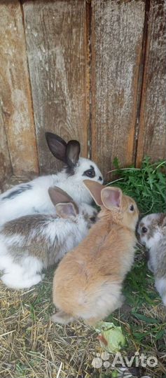 Продам крольчат