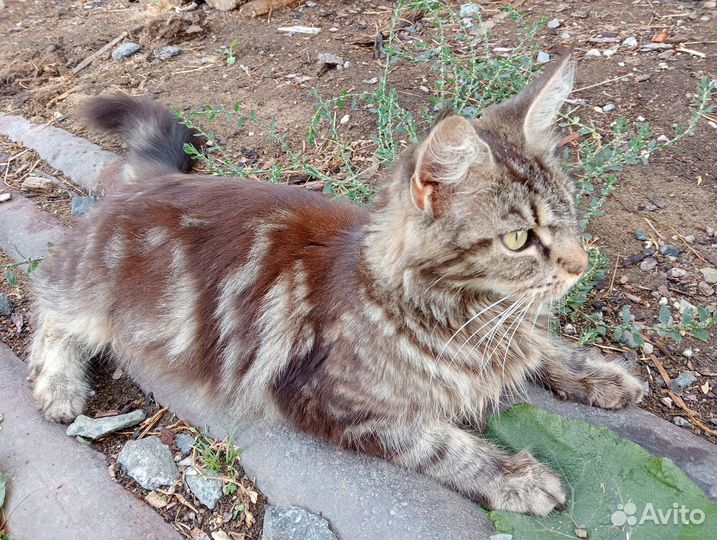 Отдам в добрые руки