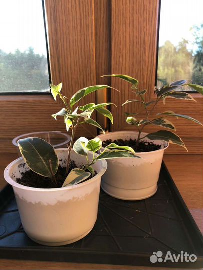 Фикус Бенджамина