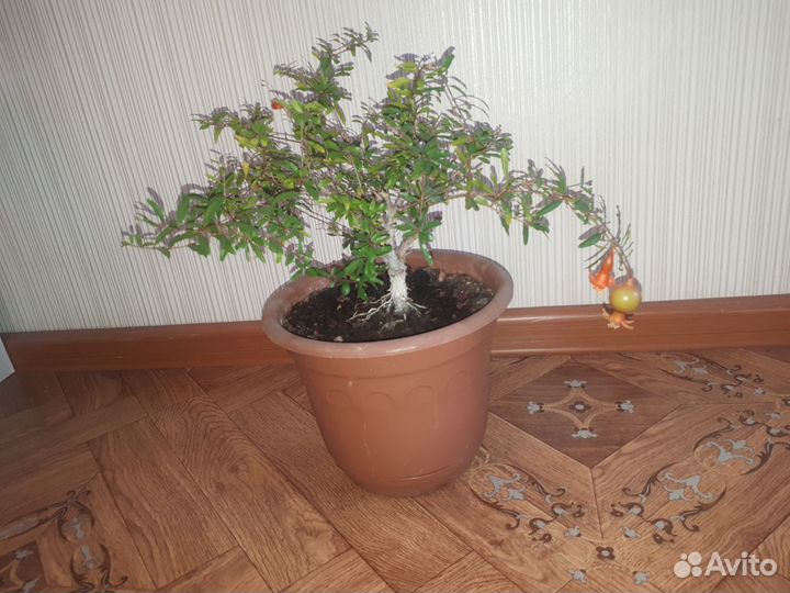 Гранат комнатный