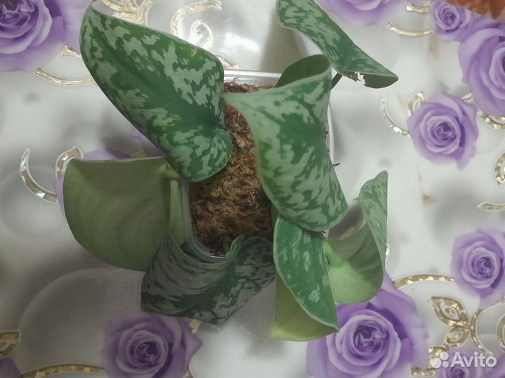 Сциндапсус