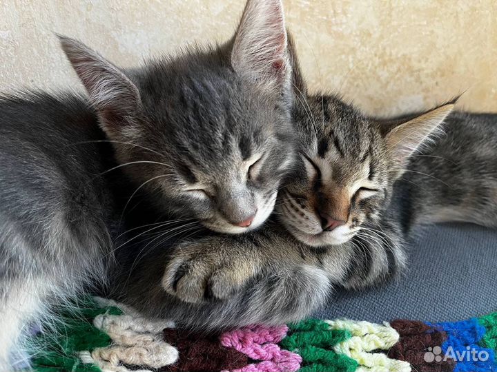 Котики ищут семью