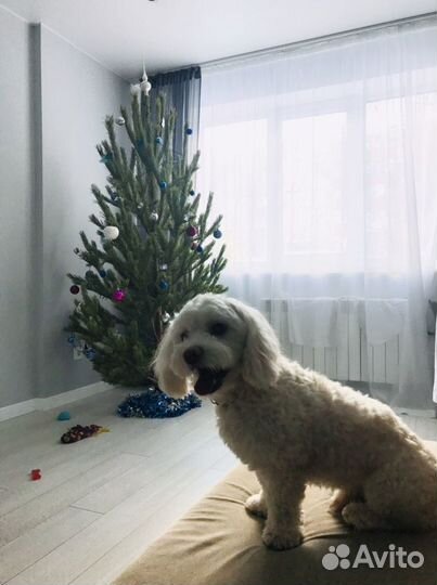 Гостиница для животных/передержка/догситтер