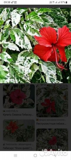 Гибискус вариегатный