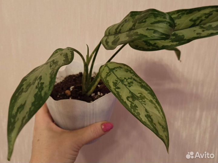 Комнатные растения цветы