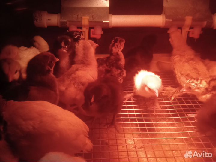 Продажа домашней птицы