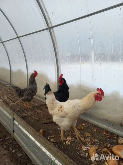 Молодые петухи