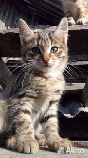 Отдам котят в надежные руки