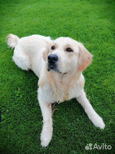 Кобель золотистого ретривера вязка