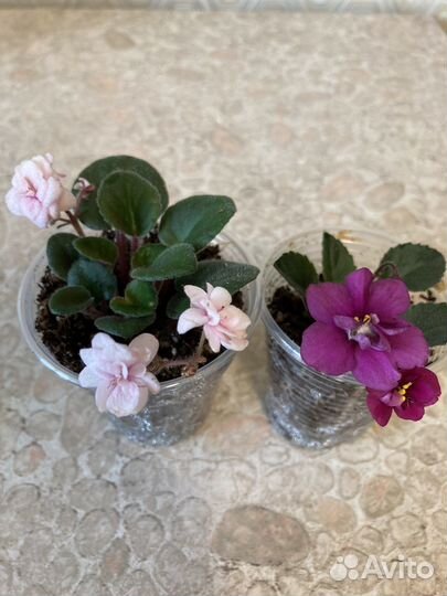 Фиалки трейлеры с цветами