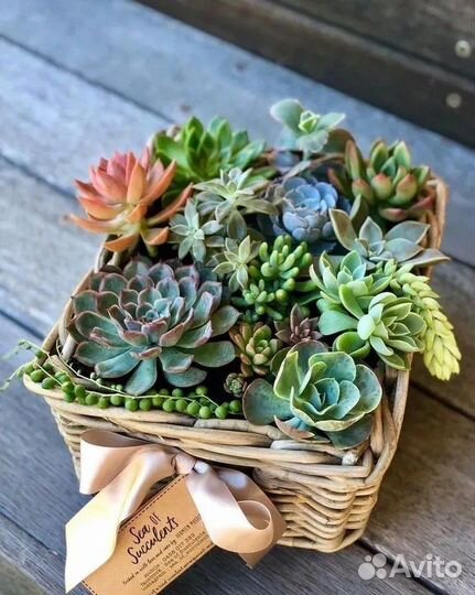 Кашпо с суккулентами