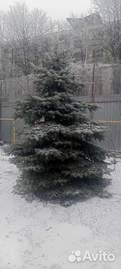 Ель голубая