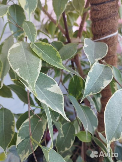 Фикус бенджамина большой