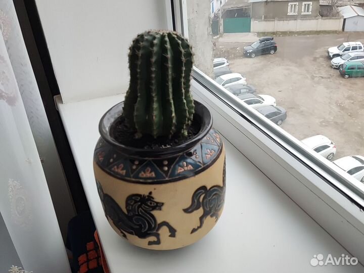 Кактус в горшке