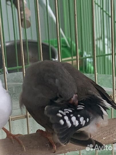 Зебровые амадины