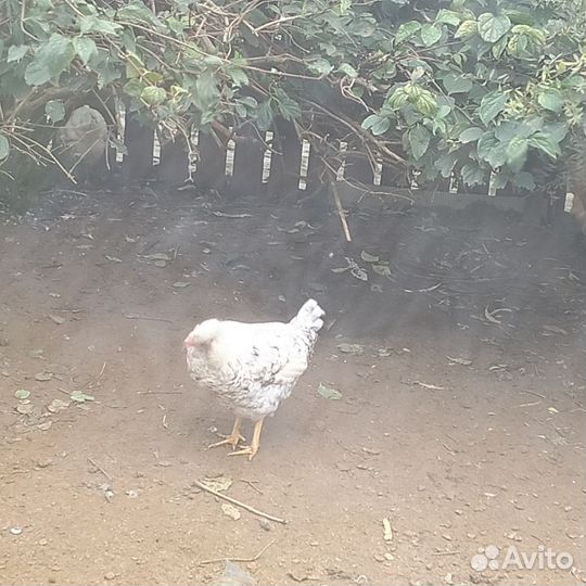 Молодые петухи