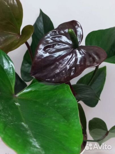 Антуриум Чёрный дракон