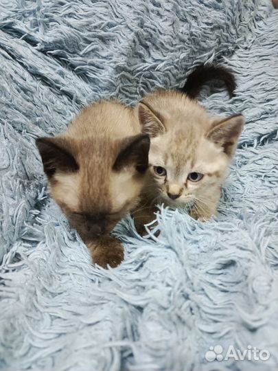 Сиамские котята