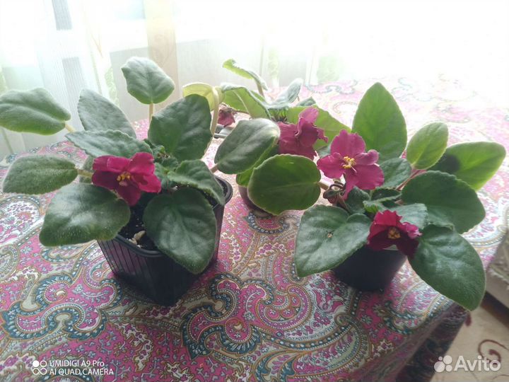 Сортовая Фиалка