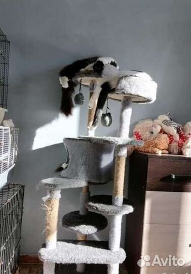 Передержка бездомных кошек