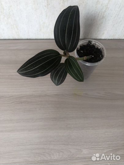 Орхидея лудизия