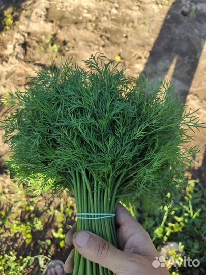 Зелень оптом с огорода