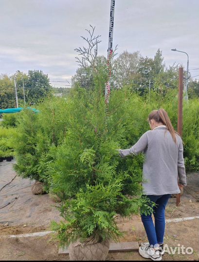 Туи брабант