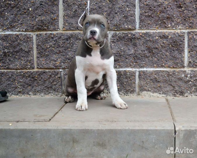 Американский булли тип XL