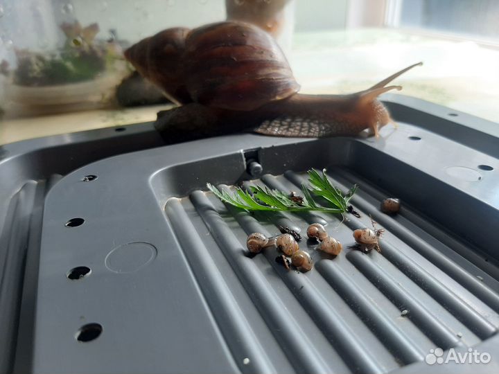 Улитята ахатины