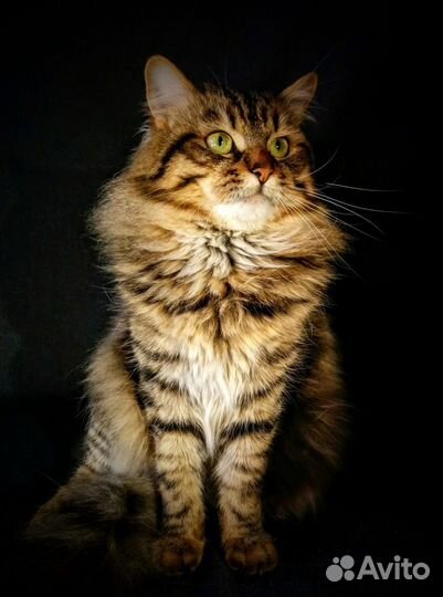 Вязка кота. Сибирский кот-чемпион ищет невесту