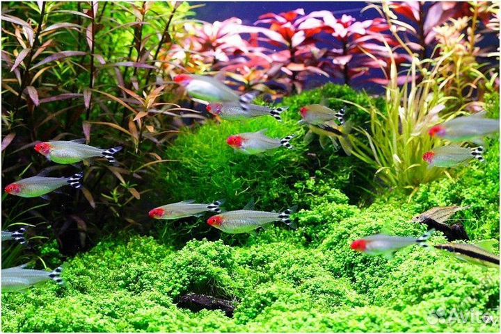 Аквариумные рыбки, растения, аквариум