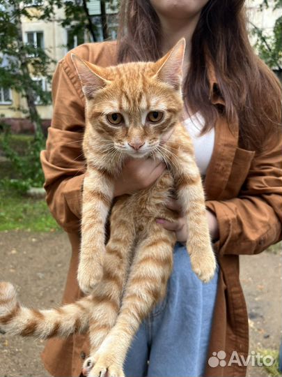Отдадим в добрые руки