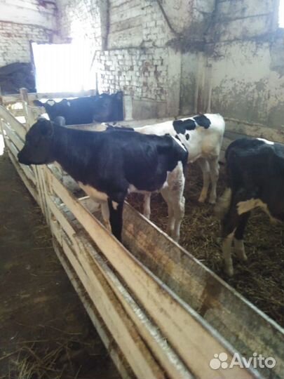 Телята бычки