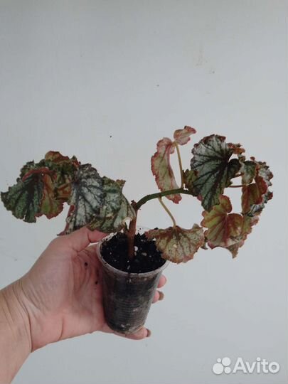 Традесканция